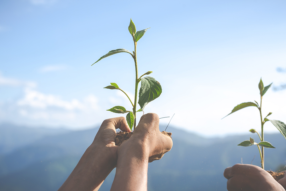 Hands holding young green plants symbolizing the Safe and Sustainable by Design approach of the EU BIO4COAT project promoting renewable biobased coatings.