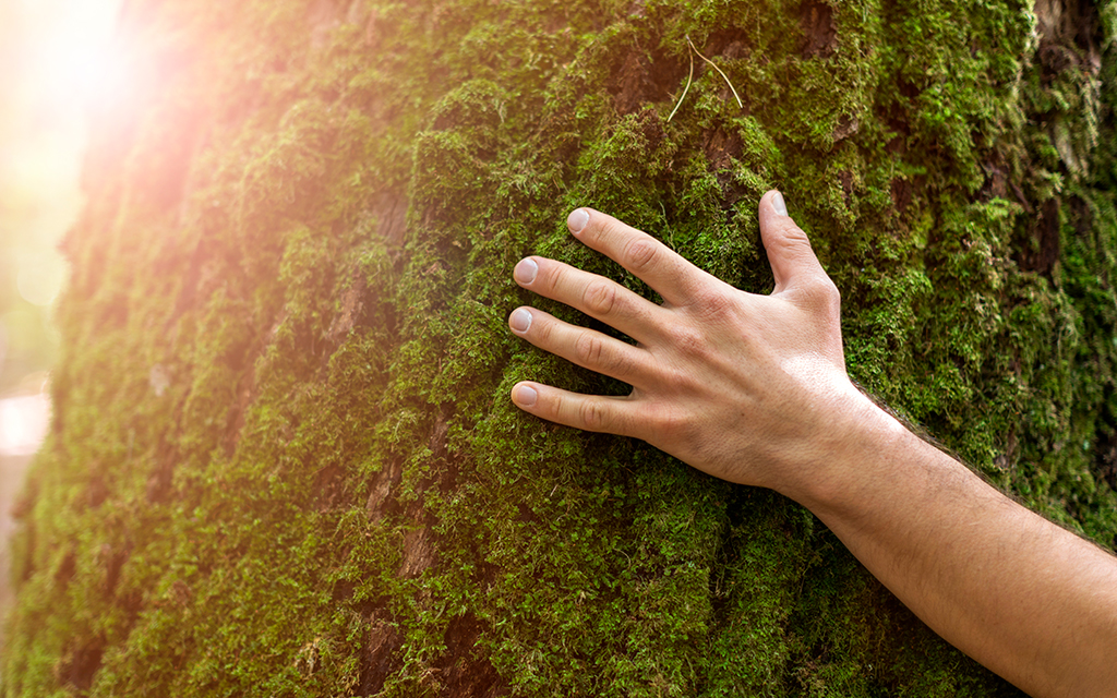 An arm wrapped around a large, moss-covered tree