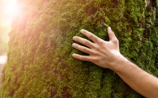 An arm wrapped around a large, moss-covered tree